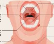 Early Tongue Cancer Detection
